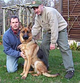 German Shepherd Puppies