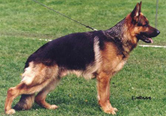 Aducht