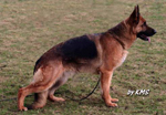 V SchH 1 KKL 1a German Sieger Daughter