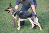Cora