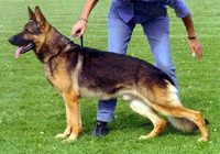 Ignaz