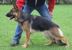 Schutzhund Female