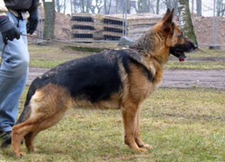 Xara