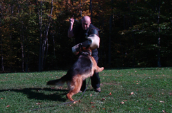 Schutzhund Trained German Shepherds