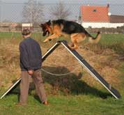 Schutzhund Obedence