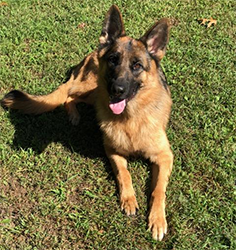 Bauer
