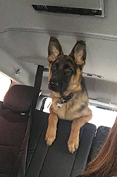 Bauer