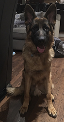 Bauer