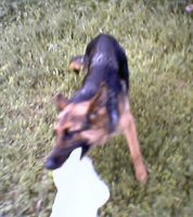 German import - Bella de Louis Keep on tuggin