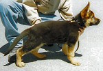 Hilfe x Queno pup at 10 weeks