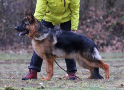 German Shepherd