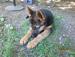 Bohn Obedience Trained German Shepherd