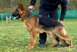 10 Month Old Black & Red Male