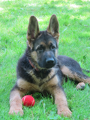 High Quality West German Shepherd Bohn