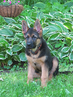 Bohn High Quality West German Shepherd