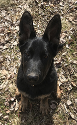 Search & Rescue Dog