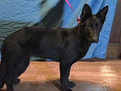 Police Tracking Dog