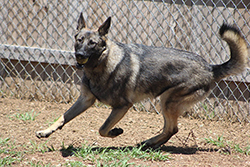 German Shepherd