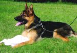 Multi VA Mack von Aducht granddaughter