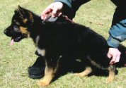 German Shepherd Litter