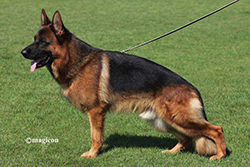 German Shepherd