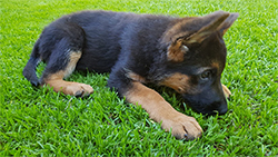 New Jersey Client Pup