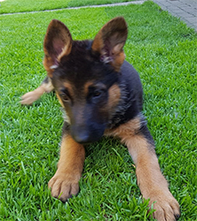 New Jersey Client Pup