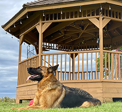 Bohn Obedience Trained German Shepherd