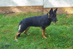 Yenni