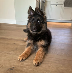 Ziggy 3